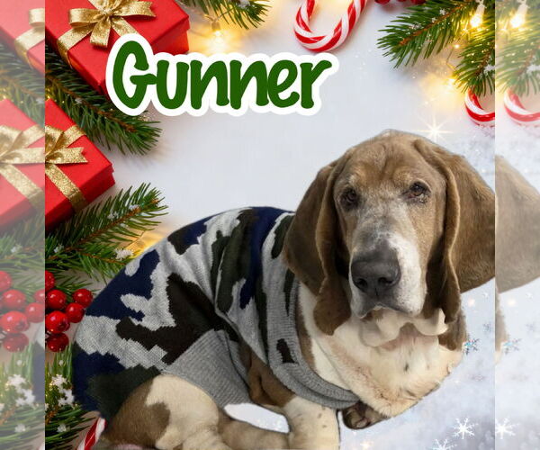 Medium Photo #1 Basset Hound Puppy For Sale in Brookville, OH, USA