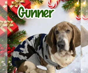 Basset Hound Dogs for adoption in Brookville, OH, USA