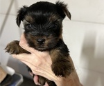Small Photo #4 Yorkshire Terrier Puppy For Sale in ARKOMA, OK, USA