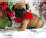 Small Photo #1 French Bulldog Puppy For Sale in CLAY, PA, USA