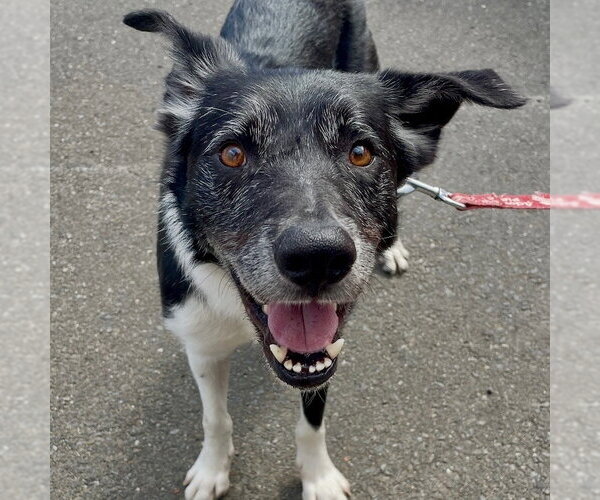 Medium Photo #21 Border Collie Puppy For Sale in Canton, CT, USA