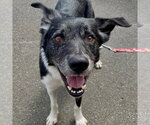 Small #20 Border Collie