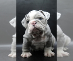 Puppy Hoss English Bulldog