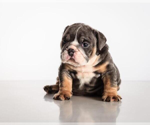 Medium Photo #4 Bulldog Puppy For Sale in NORTHFIELD, IL, USA