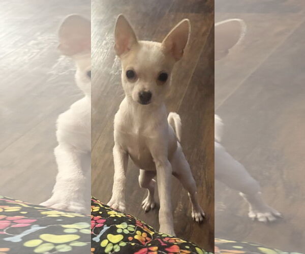 Medium Photo #1 Chihuahua-Unknown Mix Puppy For Sale in Munford, TN, USA