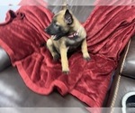 Small Photo #94 Belgian Malinois Puppy For Sale in REESEVILLE, WI, USA