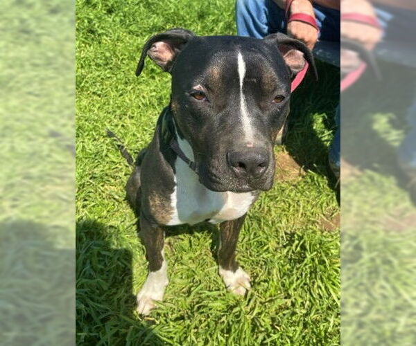 Medium Photo #5 American Pit Bull Terrier-Unknown Mix Puppy For Sale in Chico, CA, USA