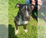 Small #4 American Pit Bull Terrier Mix