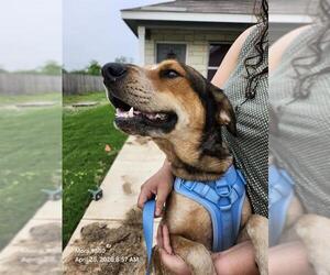 American Staffordshire Terrier-Unknown Mix Dogs for adoption in San Antonio, TX, USA