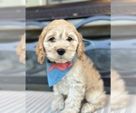 Small #2 Cockapoo (Miniature)