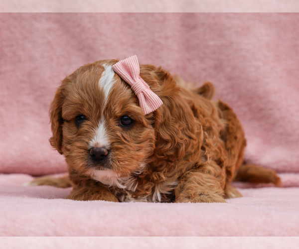 Medium Photo #5 Cavapoo (Miniature) Puppy For Sale in LIBERTY, KY, USA
