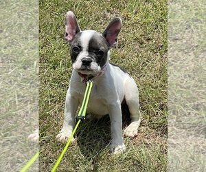 French Bulldog Puppy for sale in ENNIS, TX, USA