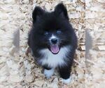 Small Photo #5 Huskimo Puppy For Sale in SEBRING, FL, USA