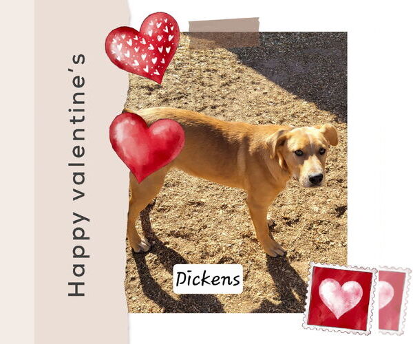 Medium Photo #3 Mutt Puppy For Sale in Granbury, TX, USA