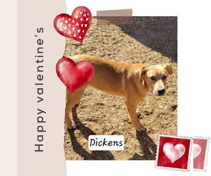 Dickens - Male Mutt Dog for Adoption - Photo #2