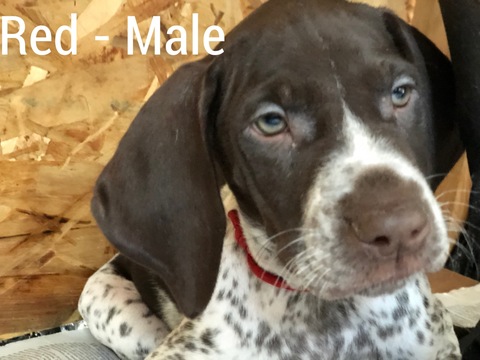 Medium Photo #3 German Shorthaired Pointer Puppy For Sale in BROOKS, OR, USA