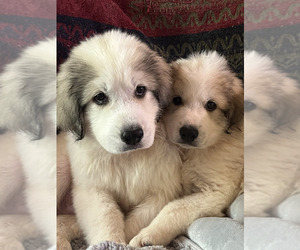 Great Pyrenees Puppy for sale in RUTHERFORDTON, NC, USA