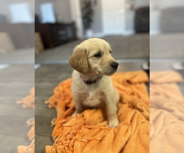 Medium Photo #1 Golden Retriever Puppy For Sale in DINUBA, CA, USA