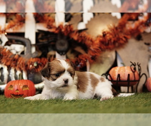 Shih Tzu Puppy for sale in LAKE MILLS, IA, USA