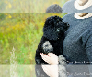 Poodle (Standard) Puppy for sale in KARLSTAD, MN, USA