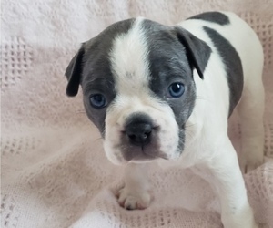Boston Terrier Puppy for Sale in OLDTOWN, Idaho USA