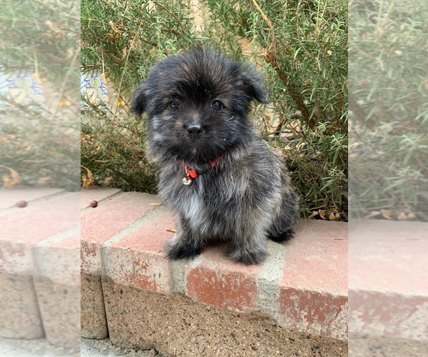 Medium Photo #2 Maltipoo Puppy For Sale in LOS ANGELES, CA, USA