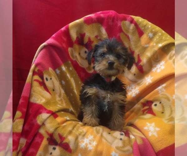 Medium Photo #2 Yorkshire Terrier Puppy For Sale in PATERSON, NJ, USA