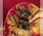 Small #1 Yorkshire Terrier