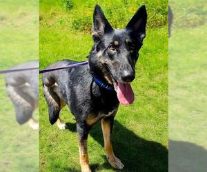 German Shepherd Dog Dogs for adoption in Sacramento, CA, USA