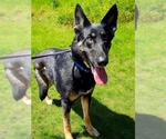 Small German Shepherd Dog