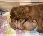 Small Photo #5 Cavapoo Puppy For Sale in COAL CITY, IN, USA