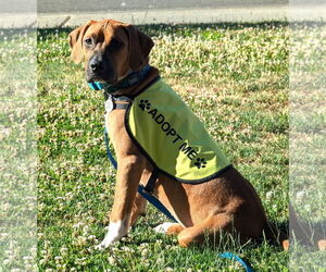 Boxer-Unknown Mix Dogs for adoption in Stanwood, WA, USA