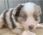 Small Photo #26 Australian Shepherd Puppy For Sale in LYNN, IN, USA