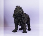 Small Photo #5 Cocker Spaniel-Poodle (Miniature) Mix Puppy For Sale in WARSAW, IN, USA