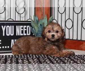 Poochon Puppy for sale in NAPLES, FL, USA