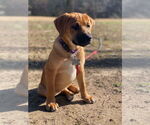 Small #14 Retriever  Mix