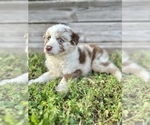 Small Photo #1 Australian Shepherd Puppy For Sale in ORLANDO, FL, USA