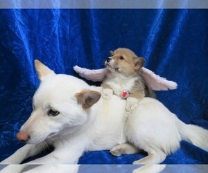 Pembroke Welsh Corgi Puppy for sale in NORWOOD, MO, USA