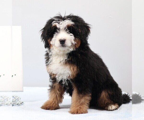 Medium Photo #2 Bernedoodle (Miniature) Puppy For Sale in LIVINGSTON, WI, USA