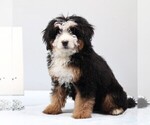 Small #1 Bernedoodle (Miniature)