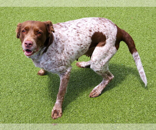 Medium Photo #10 Brittany-German Shorthaired Pointer Mix Puppy For Sale in Curwensville, PA, USA