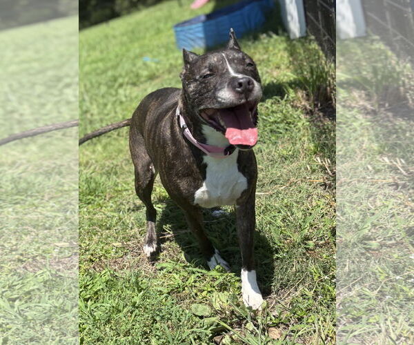 Medium Photo #5 American Pit Bull Terrier-Unknown Mix Puppy For Sale in Virginia Beach, VA, USA