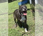 Small #4 American Pit Bull Terrier Mix