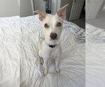 Small Photo #2 Mutt Puppy For Sale in Springdale, PA, USA