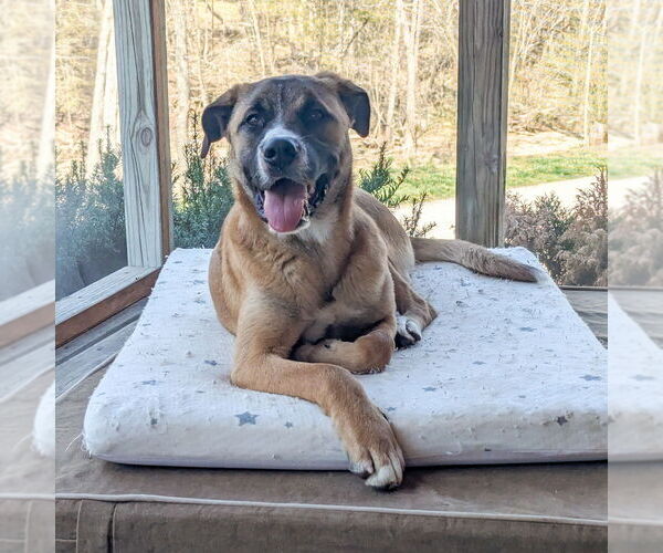 Medium Photo #2 Anatolian Shepherd-Unknown Mix Puppy For Sale in Vail, AZ, USA
