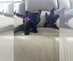 Medium French Bulldog
