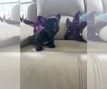 Puppy Sonya French Bulldog