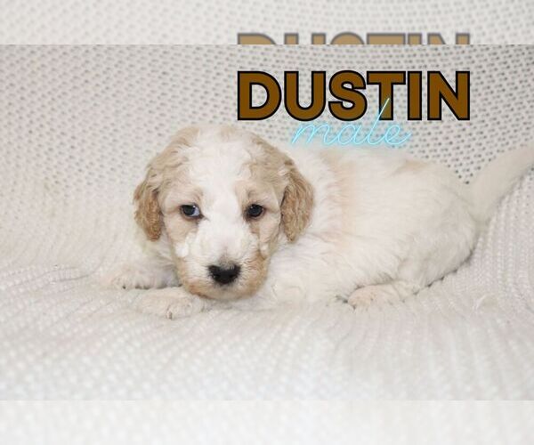 Medium Photo #2 Goldendoodle (Miniature) Puppy For Sale in NORTH LIBERTY, IN, USA