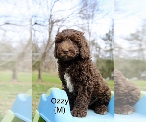 Australian Labradoodle Puppy for sale in REIDSVILLE, NC, USA