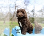 Small Photo #1 Australian Labradoodle Puppy For Sale in REIDSVILLE, NC, USA